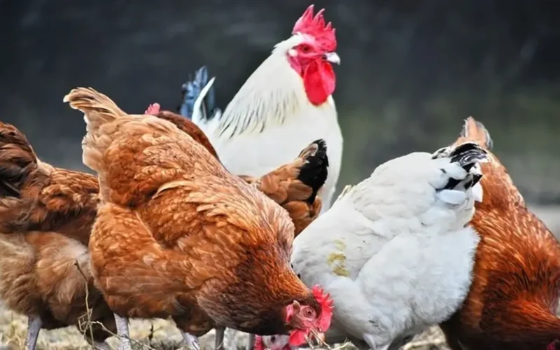 تغيير جديد.. أسعار الدواجن والبيض اليوم الاثنين 29 ديسمبر